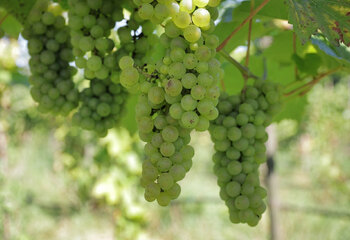 Vineyards of Wijngaard Dassemus in Chaam, Brabant