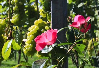 Rozenstruiken aan het begin van elke rij druivenstokken bij Wijngaard De Amsteltuin