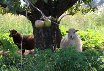 Natural lawn mowers at winery Oude Waalstroom