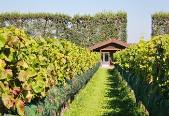 Wijngaard Saalhof has log cabins for overnight stay