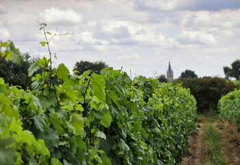 Vineyards of Wijngoed Thorn in the valley of the Meuse