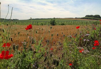 Poppies in the fields around the vineyards of Wijnhoeve De Colonjes