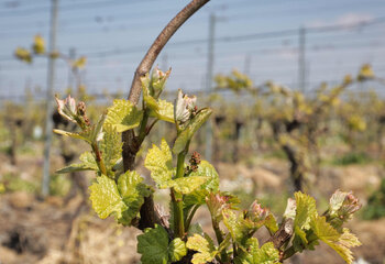 Vineyards of Wijnhoeve De Kleine Schorre in Zeeland