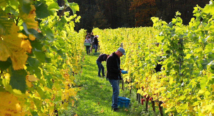 Netherlands: Wine harvest season in southern Limburg