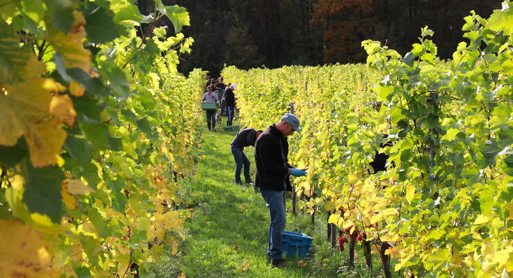 Netherlands: Wine harvest season in southern Limburg